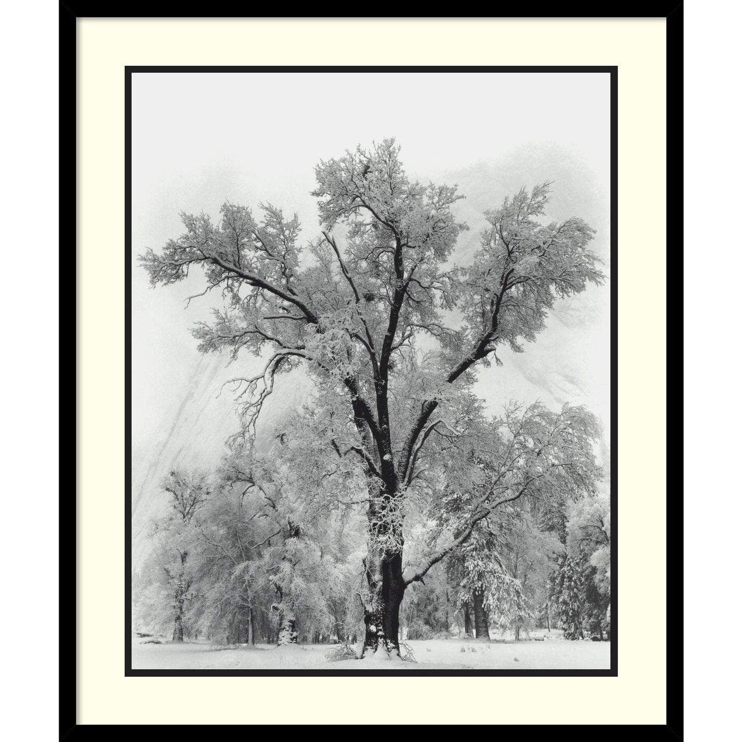 Impression encadrée « Chêne, tempête de neige, parc national de Yosemite - 1948 » par Ansel Adams, 68,5 x 81,3 cm